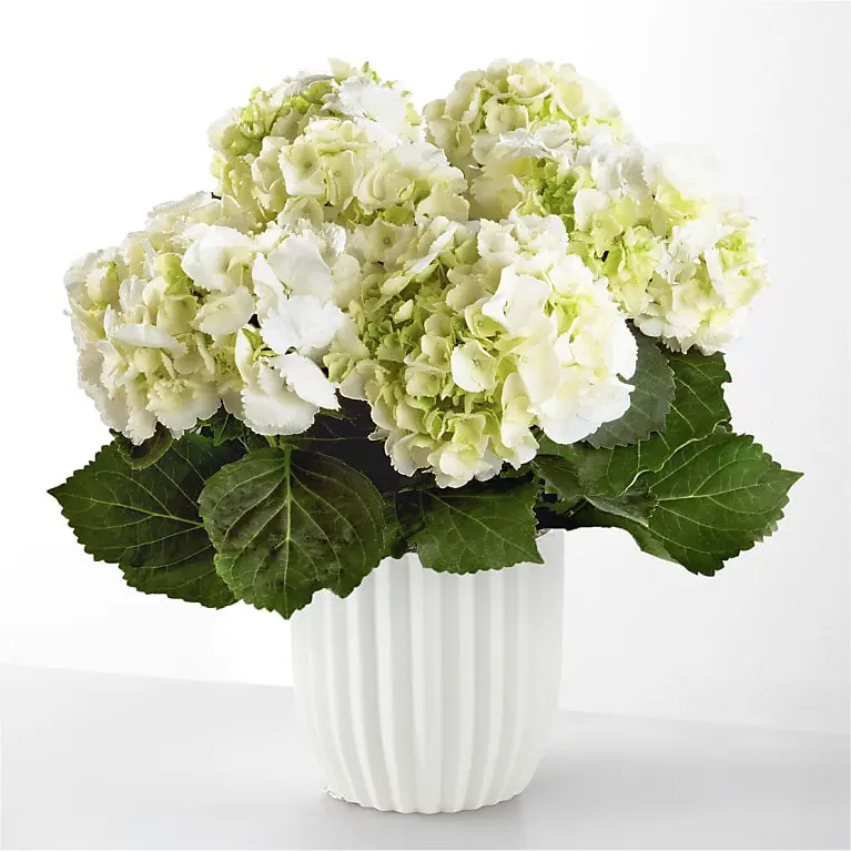 Pure White Hydrangea Plant
