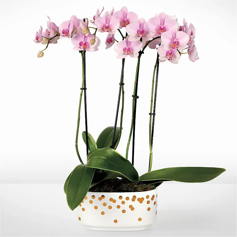 Pink and Pretty Orchid Garden