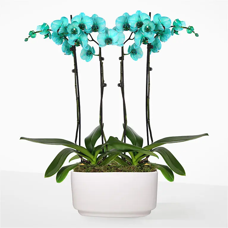 Turquoise Oasis Orchid Garden