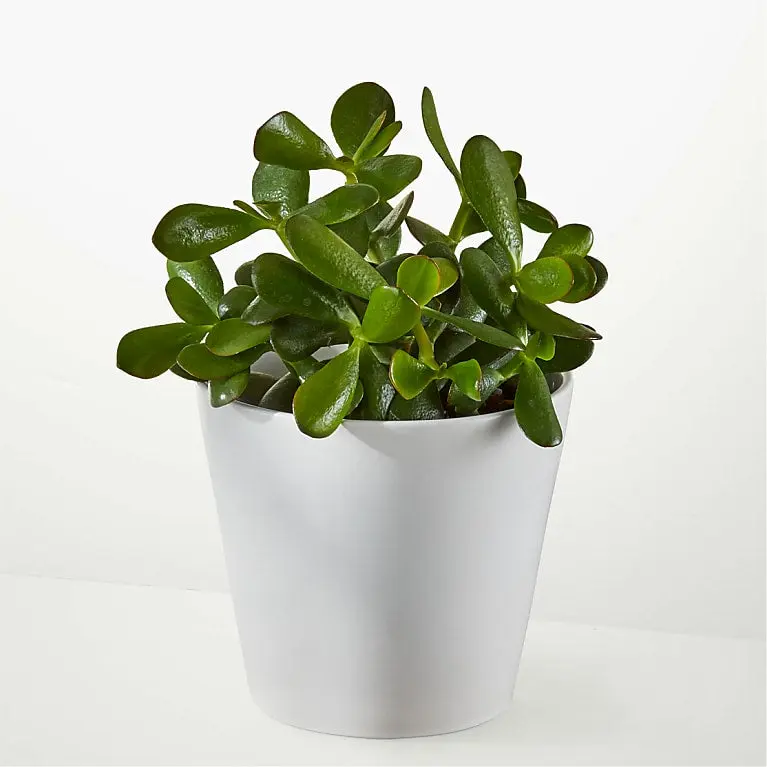 Lucky Jade Succulent Plant