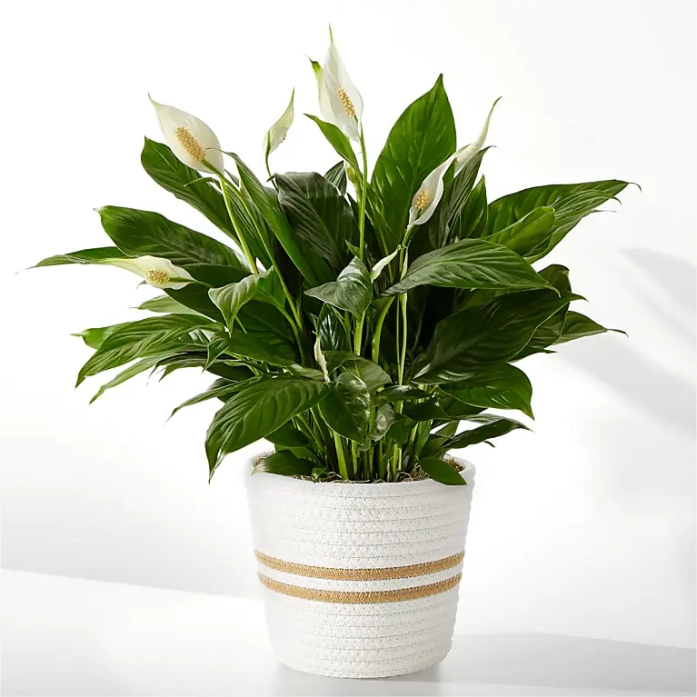 Peace Lily Plant