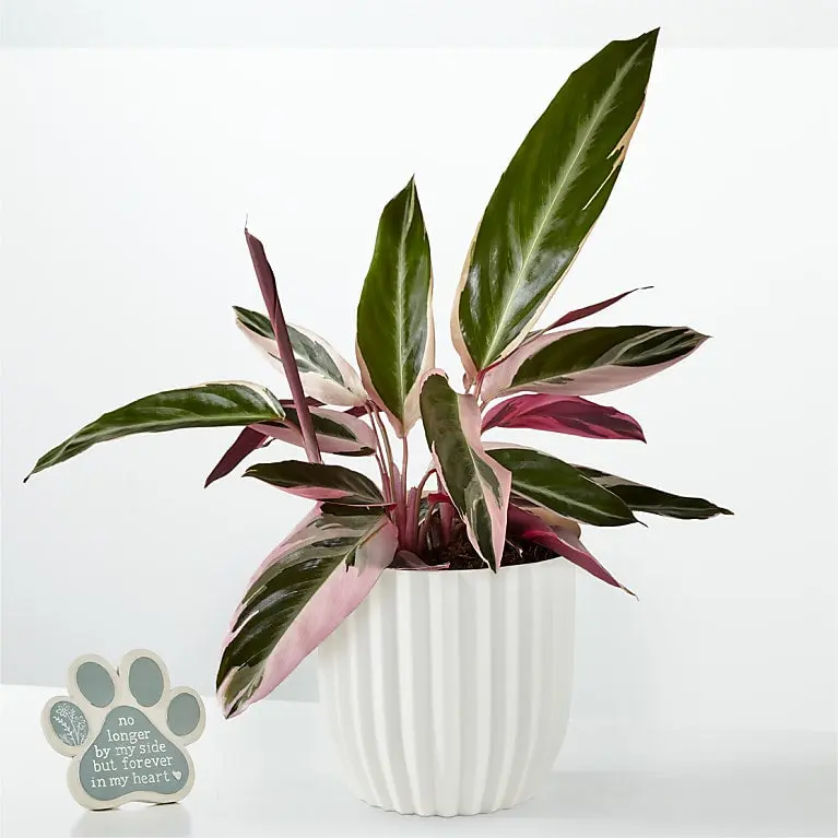 Stromanthe Triostar with Pet Memorial Plaque