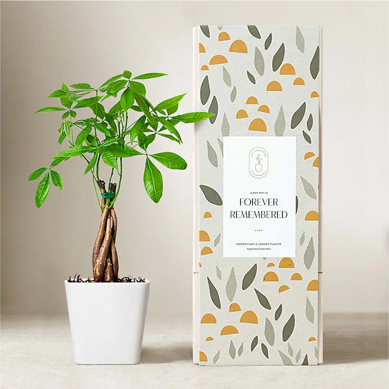 Lula's Garden Money Tree Plant - Forever Remembered