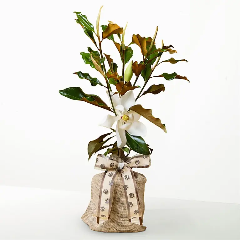 Cherished Companion Pet Sympathy Magnolia