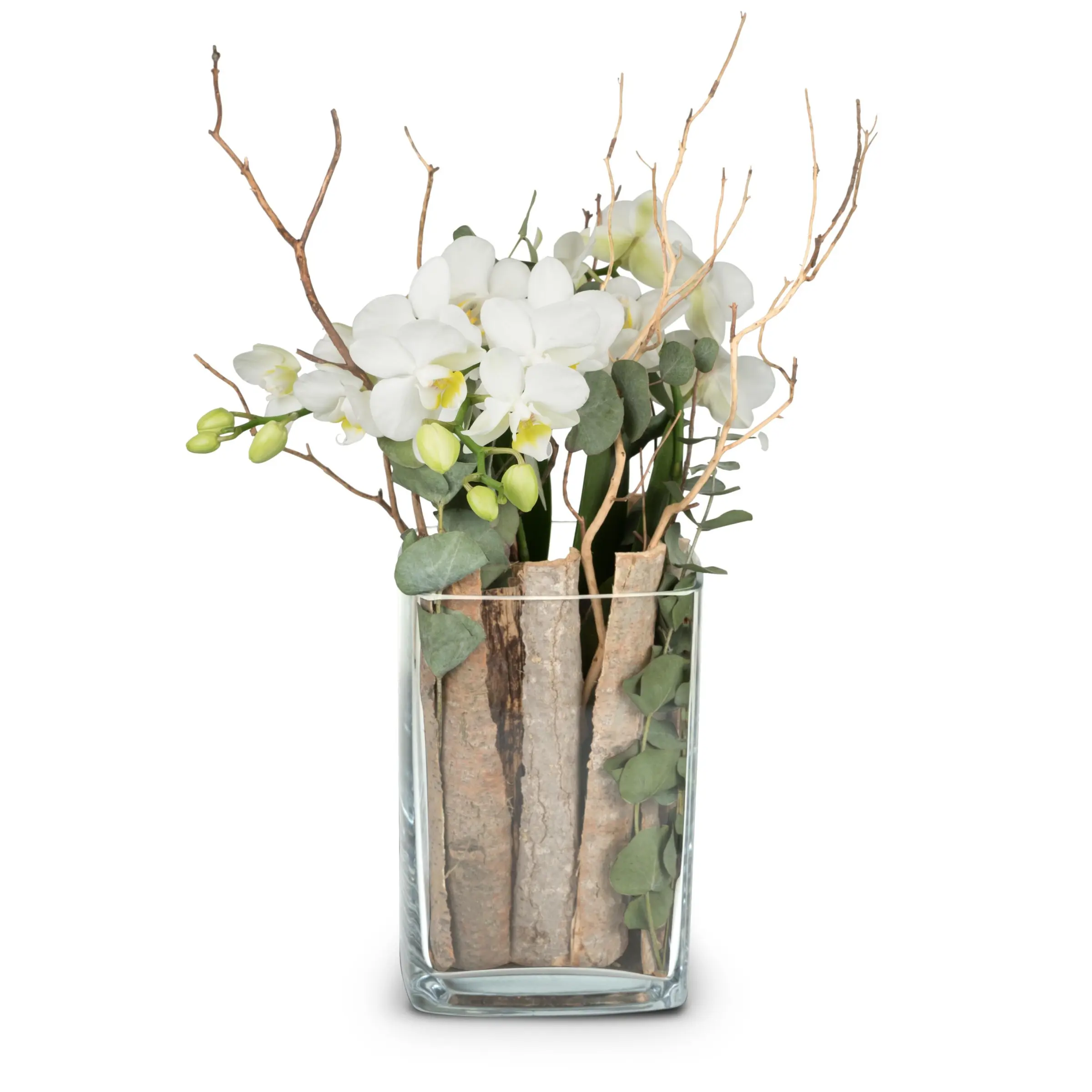 Indoor plant 'Lifestyle' orchid in vase
