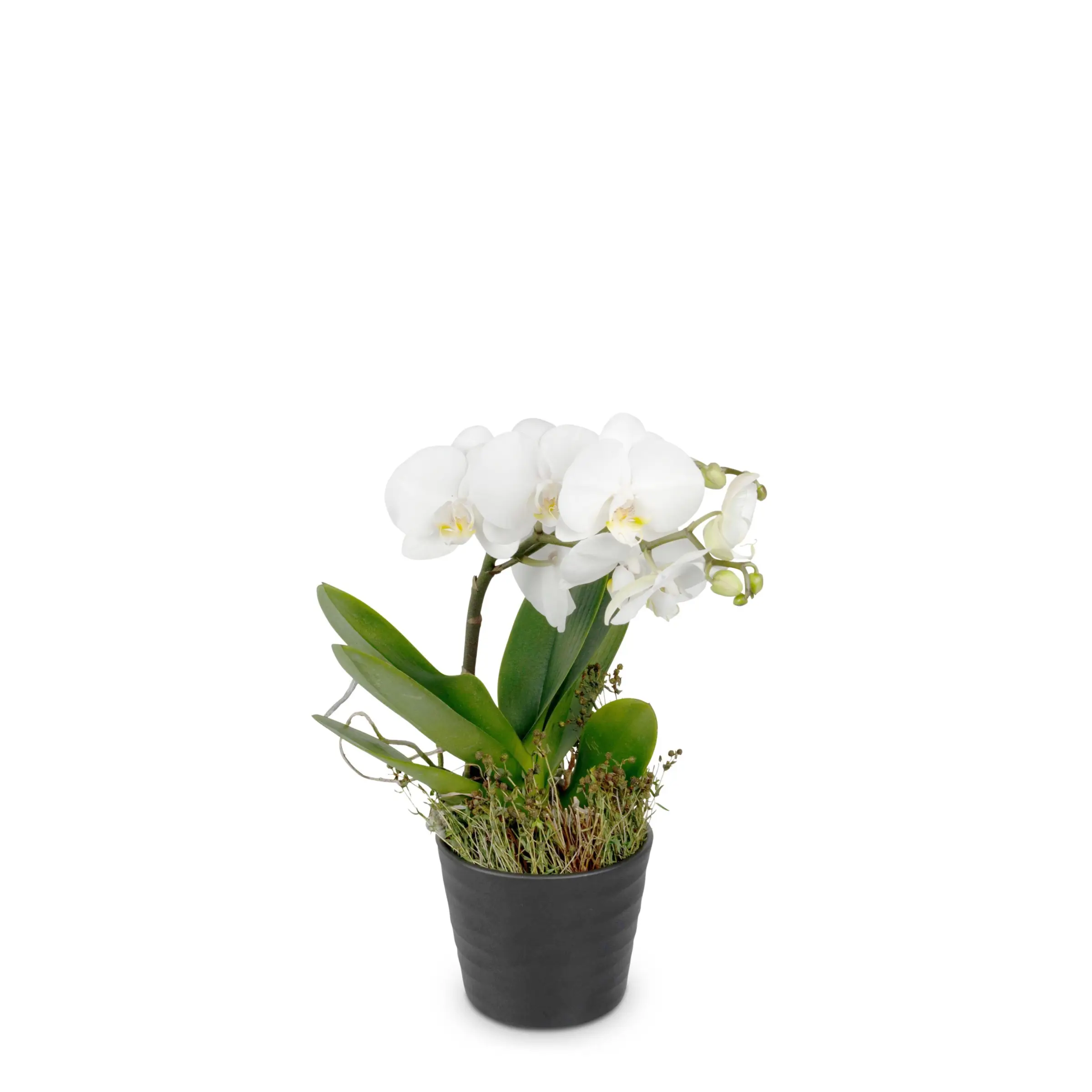 White Orchid Phalaenopsis