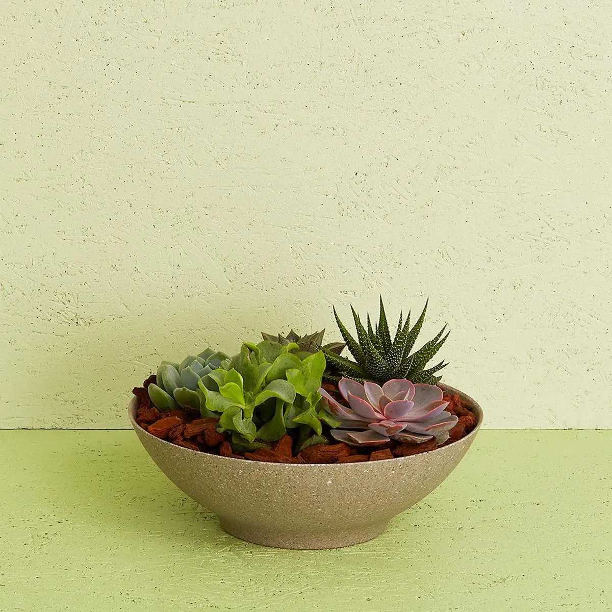 Succulent Arrangement