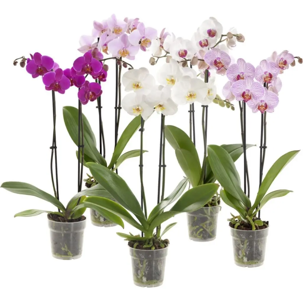 Two Branched Orchid in a Ceramic Pot