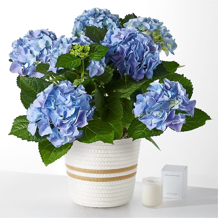 Beyond Blue Hydrangea and Smoldering Rose Gift Set