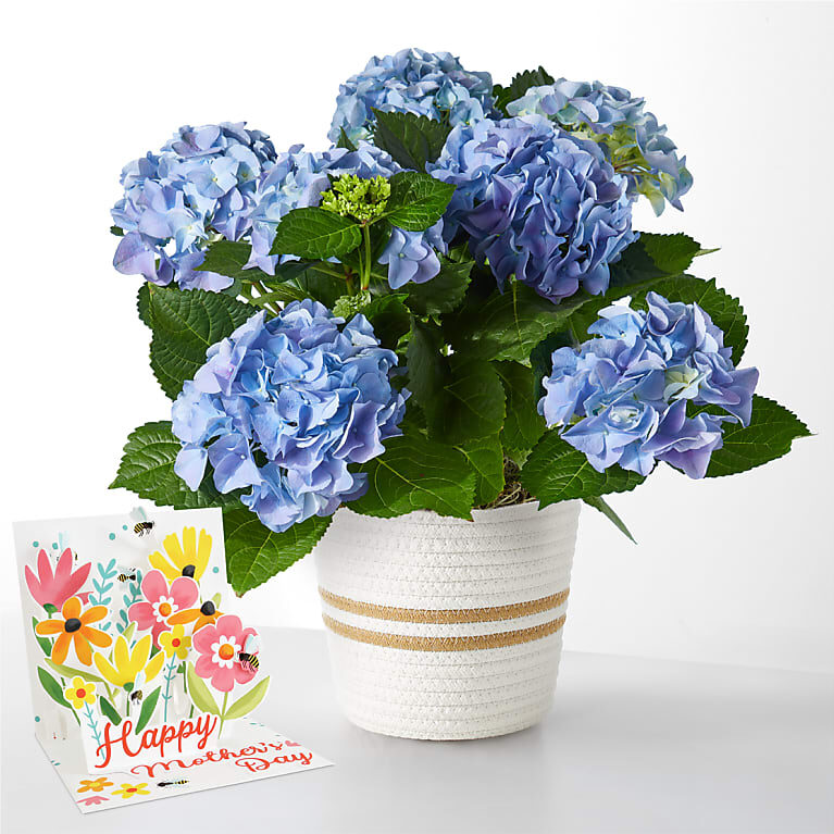 Beyond Blue Hydrangea & Mother's Day Pop Up Card