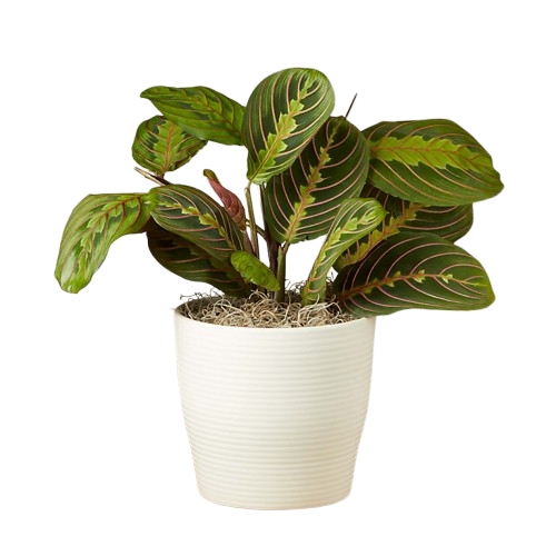 Red Prayer Plant