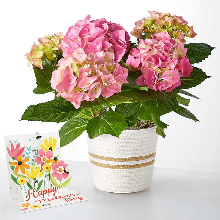Pink Hydrangea Plant & Mother's Day Pop Up Card