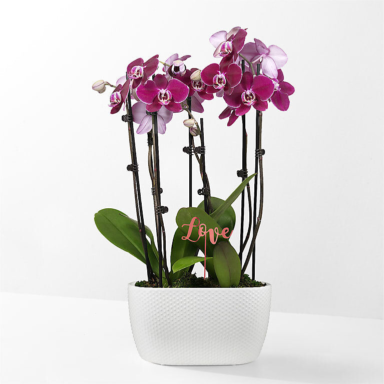 Purple Passion Orchid Garden