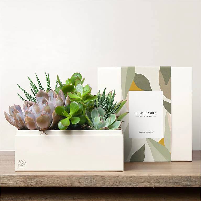 Lula's Garden - Premium Gardens (Urban Garden)