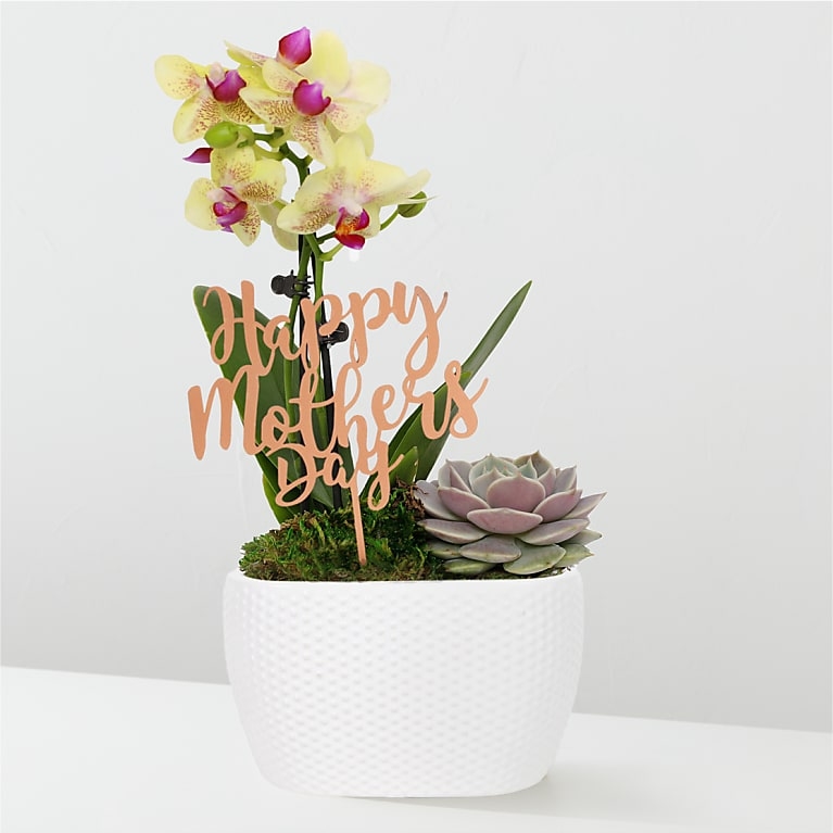 Mini Yellow Orchid and Echeveria Succulent