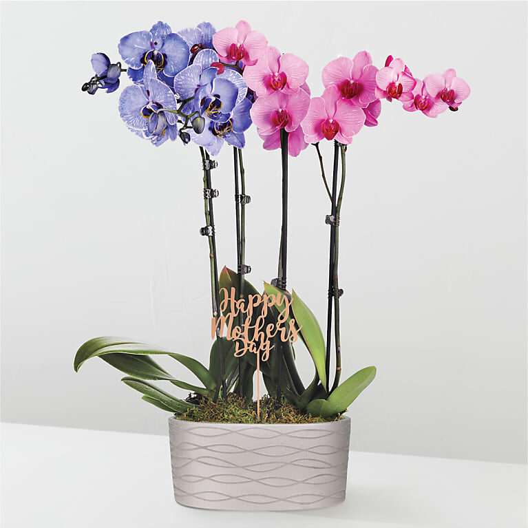 Pink and Lavender Watercolor Orchids
