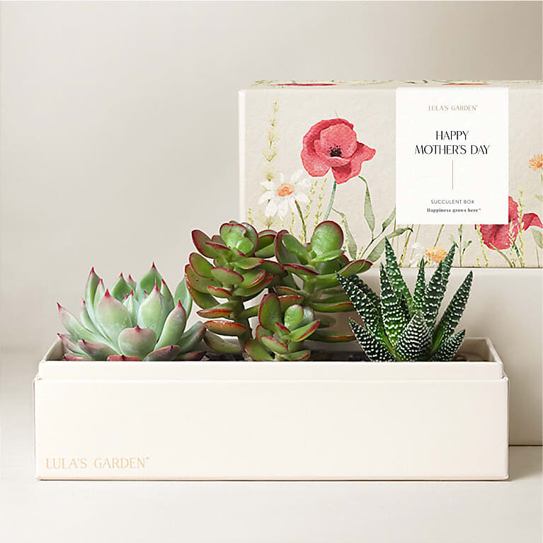 Lula's Garden - Mother's Day Premium Gardens (Jewel Garden)