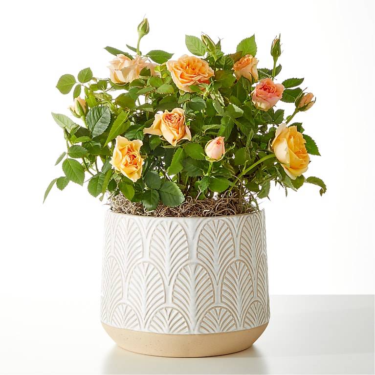 Orange Mini Rose Plant