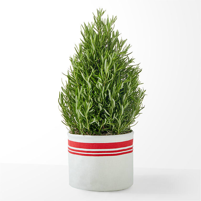 Good Cheer Rosemary Tree
