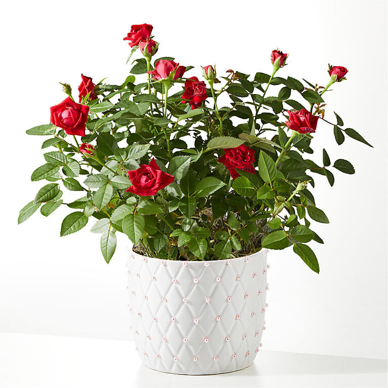 Pearl Kiss Red Mini Rose