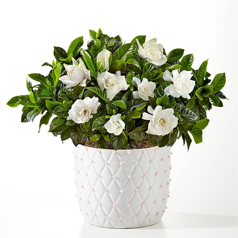 Pure Grace Gardenia