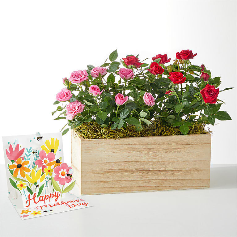 Side by Side Rose Duo & Mother's Day Pop Up Card