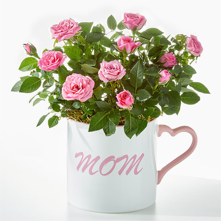 Make Mom's Day Mini Rose