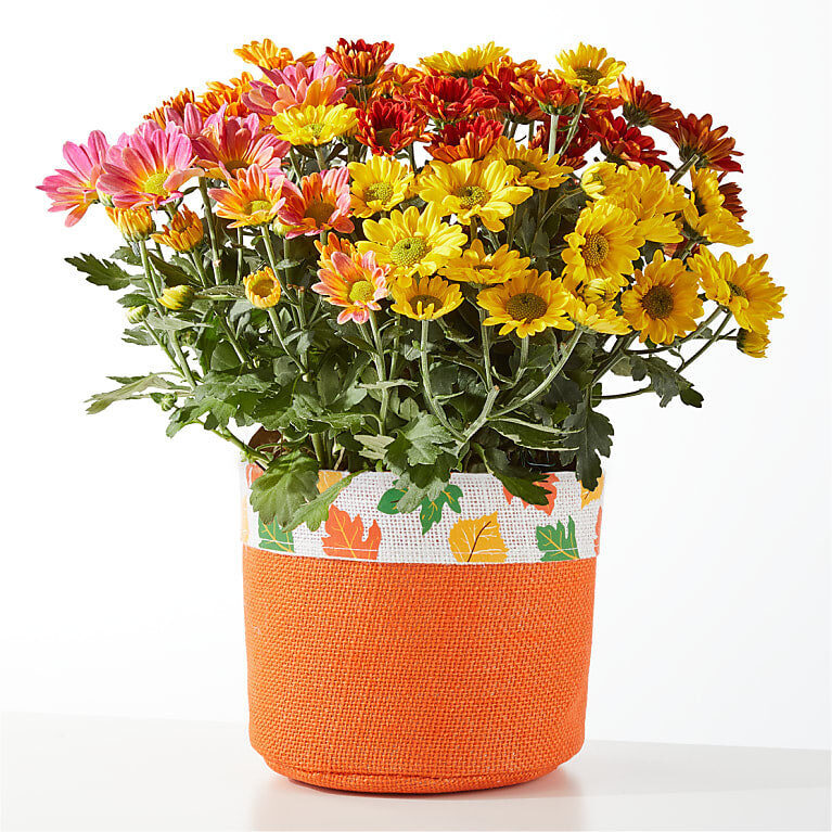 Fall Leaves Tricolor Mum