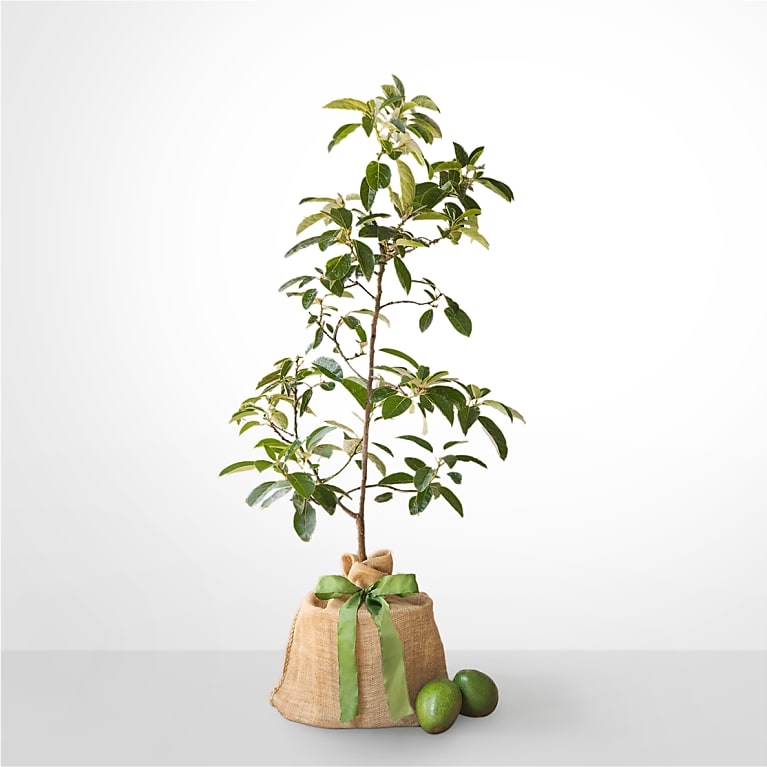 Avocado Tree