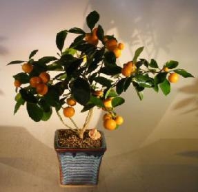 Orange Citrus Bonsai Tree
("Calamondin" Orange)
