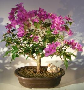 Flowering Bougainvillea Bonsai Tree - Large
(Pink Pixie)