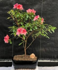 Flowering Tropical Azalea
(Rhododendron 'dogwood')