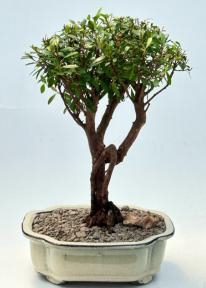 Flowering Chinese Myrtle Bonsai Tree
(myrtus communis 'compacta')