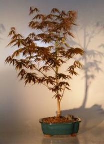 Japanese Red Maple Bonsai Tree - Large
(acer palmatum "atropurpureum")