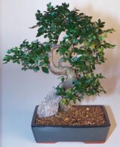 Chinese Elm Bonsai Tree - Extra Large
Curved Trunk Style
(Ulmus Parvifolia)