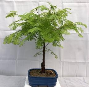Redwood Bonsai Tree - Medium
(metasequoia glyptostroboides)