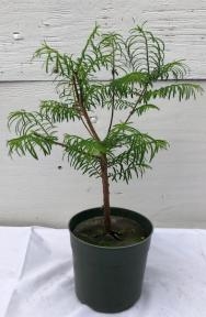 Pre Bonsai Redwood Bonsai Tree - Medium
(metasequoia glyptostroboides)