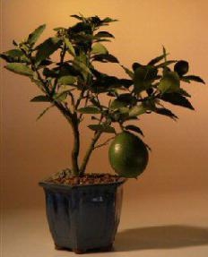 Flowering Lemon Bonsai Tree
(meyer lemon)