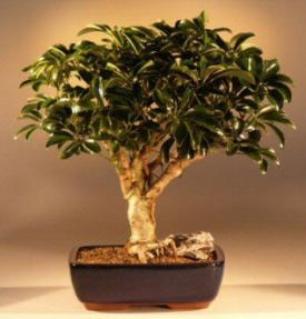 Hawaiian Umbrella Bonsai Tree - Large
(arboricola schefflera 'luseanne)