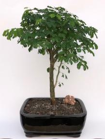 Flowering Brazilian Raintree Bonsai Tree Large
(pithecellobium tortum)