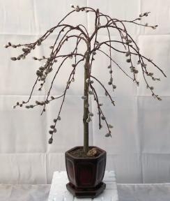 Flowering Weeping Pussy Willow Bonsai Tree
(salix caprea 'kilmarnock')