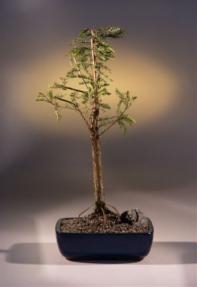 Bald Cypress Bonsai Tree
(taxodium distichum)