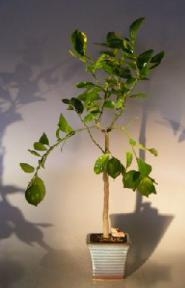 Flowering Persian Lime Bonsai Tree
(citrus latifolia)