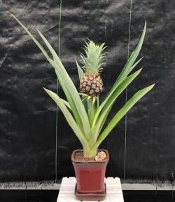 Flowering & Fruiting Pineapple Bonsai Tree
(ananas nana)