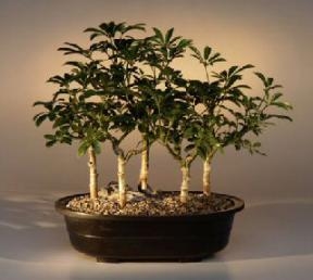 Hawaiian Umbrella Bonsai Tree
Five Tree Forest Group
(arboricola schefflera 'luseanne')