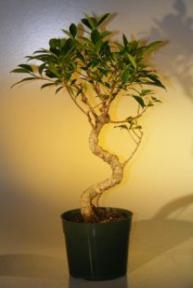 Pre Bonsai Ficus Retusa Bonsai - Large
Curved Trunk Style
