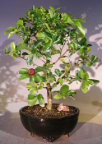 Flowering Dwarf Weeping Barbados Cherry Bonsai Tree - Large
(malpighia Pendiculata)