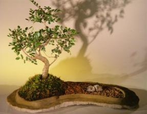 Chinese Elm Bonsai Tree On Rock Slab
(ulmus parvifolia)