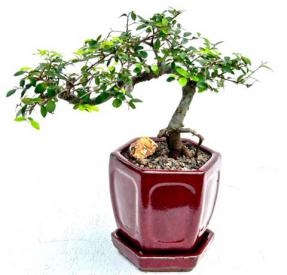 Chinese Elm Bonsai Tree - Semi Cascade Style
(ulmus parvifolia)