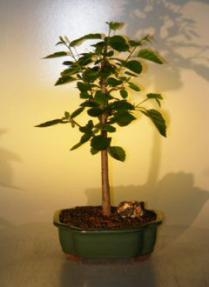 Paper Birch Bonsai Tree
(betula papyrifera)
